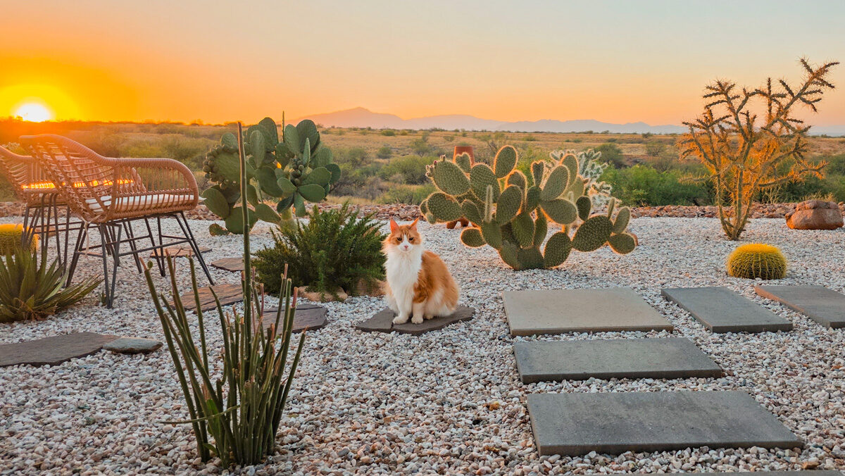 Meet Ozzy, Our Beloved Cat!