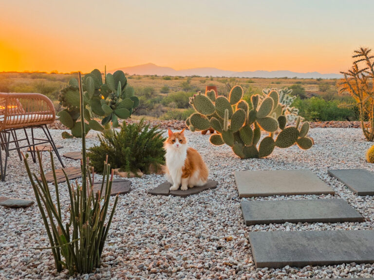 Meet Ozzy, Our Beloved Cat!